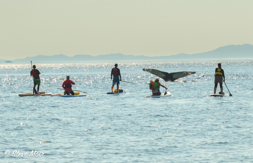 wildlife_whale tail