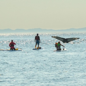 wildlife_whale tail