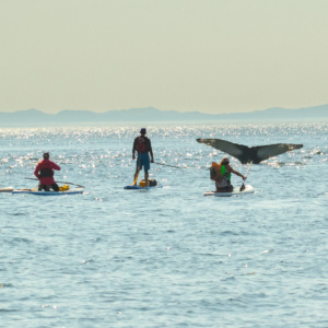 wildlife_whale tail