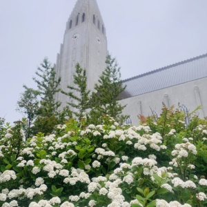 Flowers and churches
