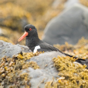 Oyster catcher