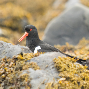 Oyster catcher