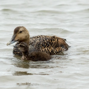 Mother and duckling