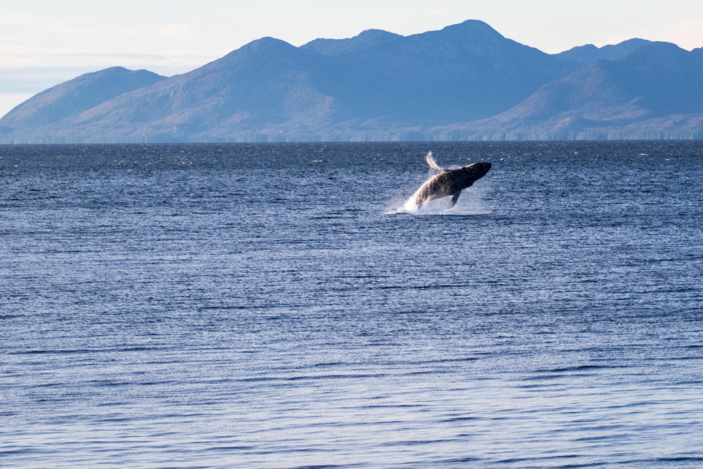 Whale breach
