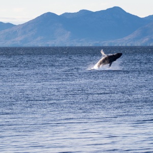 Whale breach