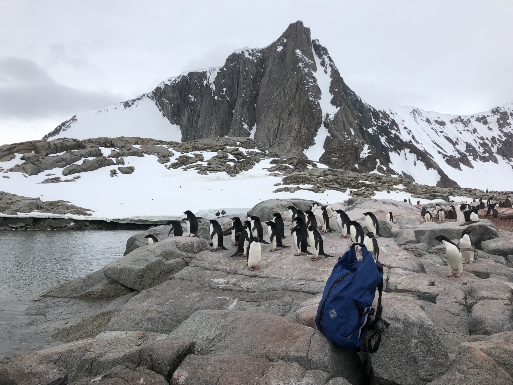 A backpack amongst penguins